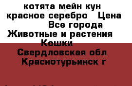 котята мейн кун, красное серебро › Цена ­ 30 - Все города Животные и растения » Кошки   . Свердловская обл.,Краснотурьинск г.